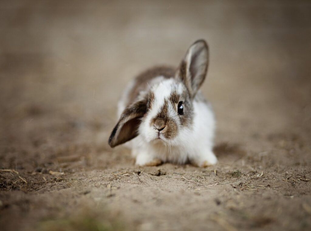 bunny brownies 36